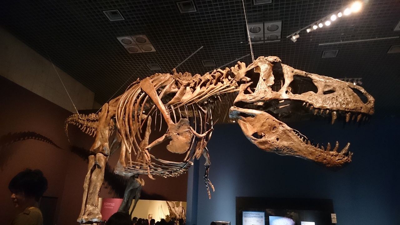 恐竜博2016_ティラノサウルス_0