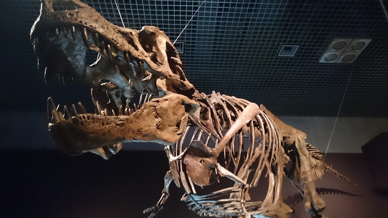 恐竜博2016_ティラノサウルス_1